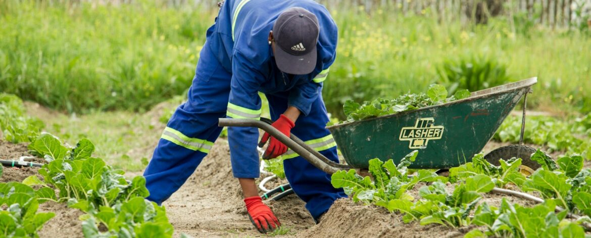 The Most Common Job in Malawi: Exploring the Employment Landscape and Key Career Opportunities