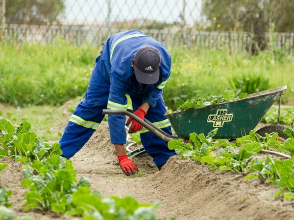 The Most Common Job in Malawi: Exploring the Employment Landscape and Key Career Opportunities