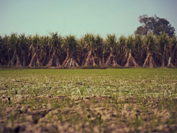 How to Write a Winning Application for Illovo Sugar Malawi Vacancies